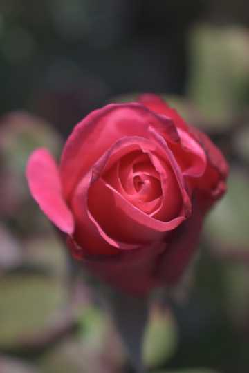 怒放的粉红玫瑰花图片