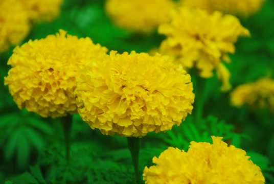 素雅漂亮的黄菊花图片