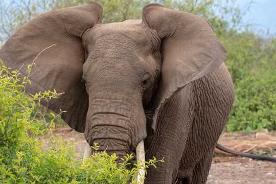 非洲巨型大象图片