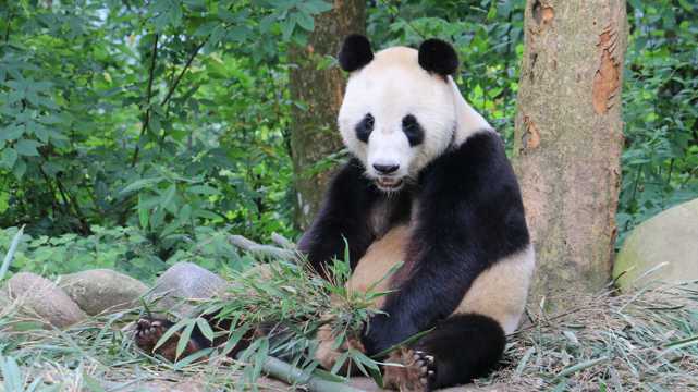 丛林大熊猫图片