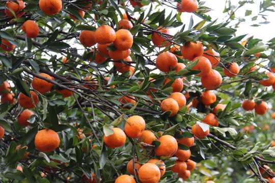 橘子树成熟橘子图片