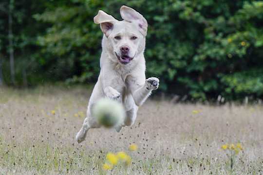 拉布拉多犬奔跑图片