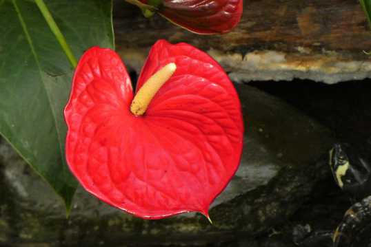 红掌花卉图片