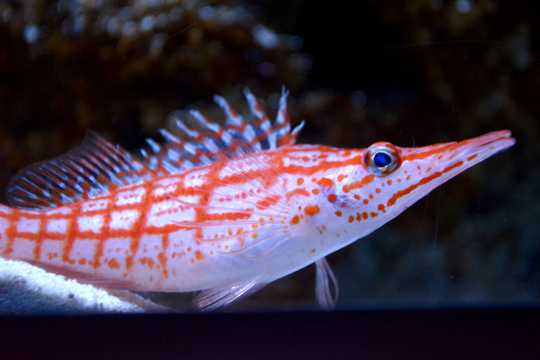 美丽的花斑刺鳃鮨