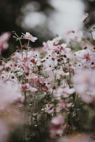 唯美粉色花丛高清拍照图