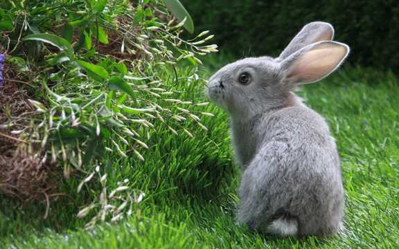 草场捕食的灰兔图片