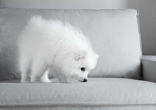 白色狗幼犬图片