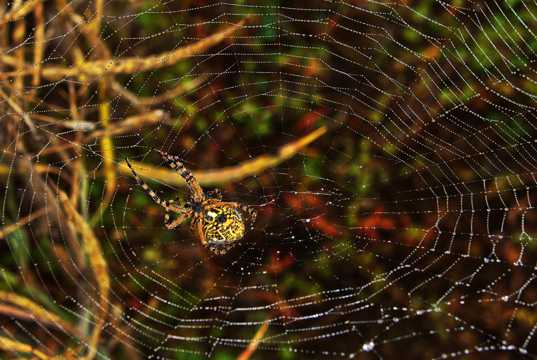 森林蜘蛛网蜘蛛图片