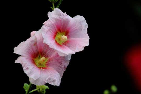 粉色的蜀葵花图片