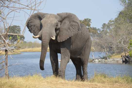 庞大的野生非洲象图片