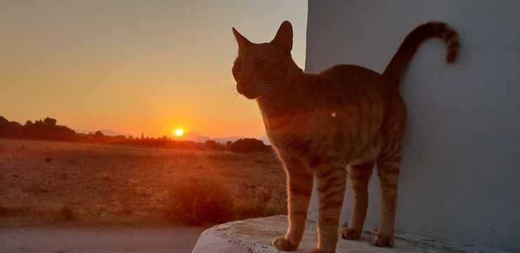 日落下的猫咪图片