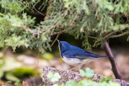 蓝歌鸲鸟类图片