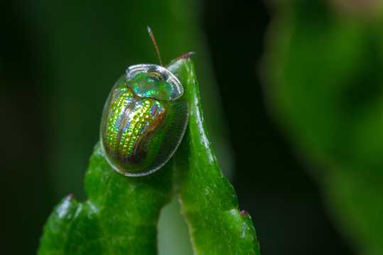 绿色瓢虫图片