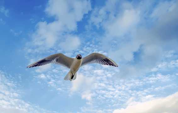 展翅翱翔海鸥图片