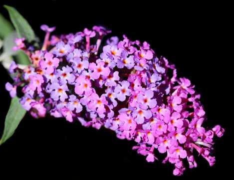 紫色五色梅小花卉图片