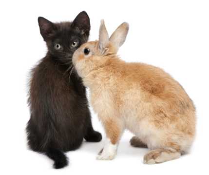 小兔和黑猫高清图片