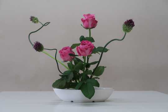粉红色玫瑰花盆栽图片
