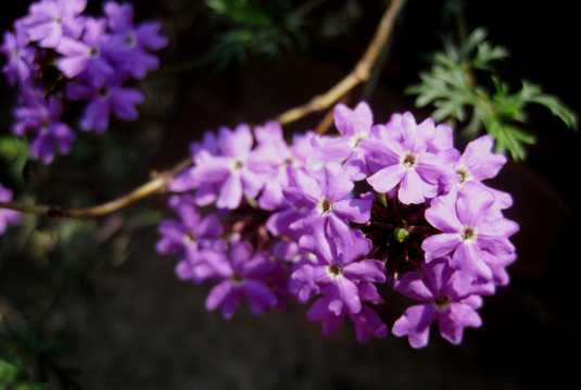 紫色欧石楠鲜花图片