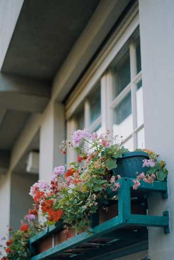 窗台盆栽花植图片观赏
