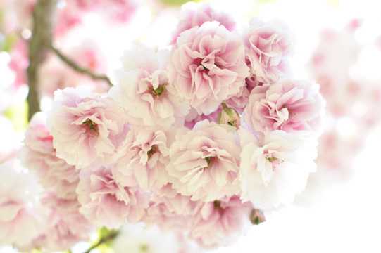 淡雅淡粉樱花图片
