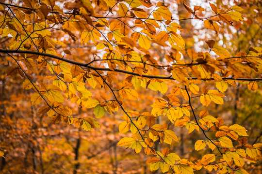 秋日金黄的山毛榉树叶图片