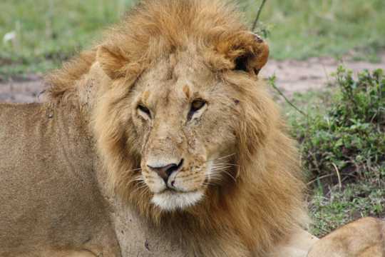非洲野生狮子图片