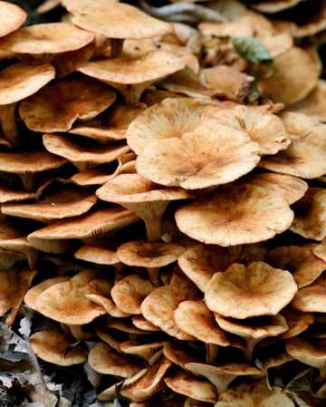 东北野生蘑菇图片