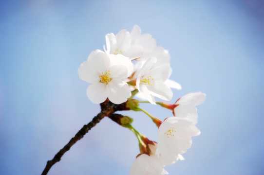 好看的白色樱花图片