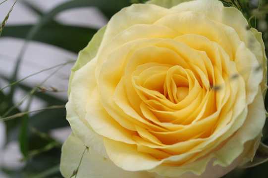 微距的黄玫瑰