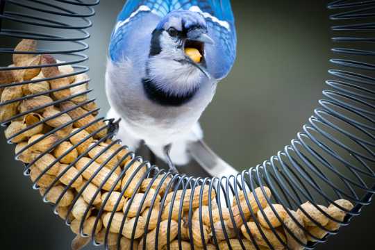 蓝白羽毛欣赏鸟图片