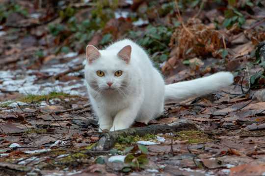 森林白色猫咪图片