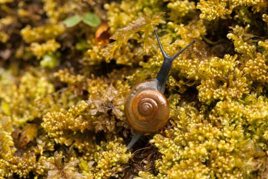娇小可爱的小蜗牛图片