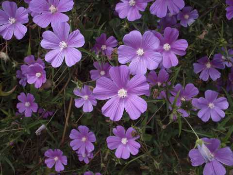 草丛紫色野花图片