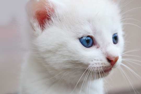 纯白色小小猫图片