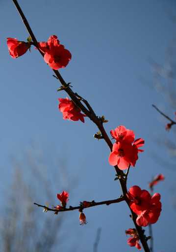 色彩鲜艳的梅花图片