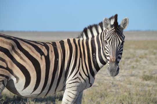 非洲大草场上霸气的斑马图片