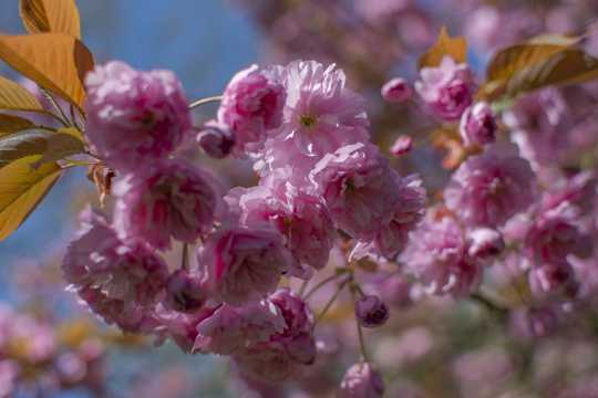 粉色樱花花卉拍照图片