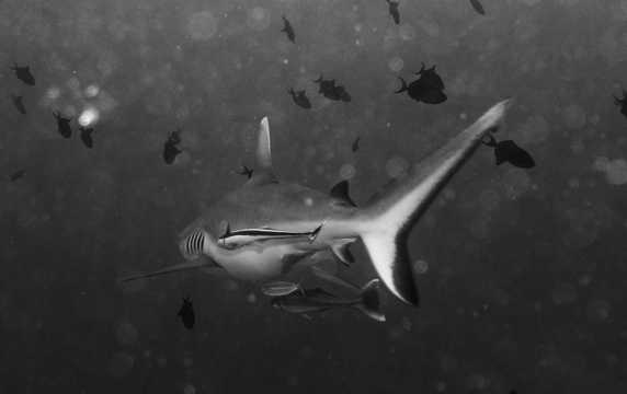 海底鲨鱼拍照图