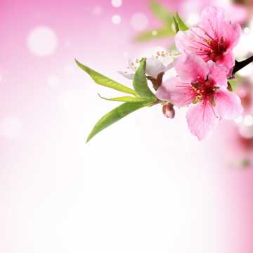 粉色桃花唯美图片