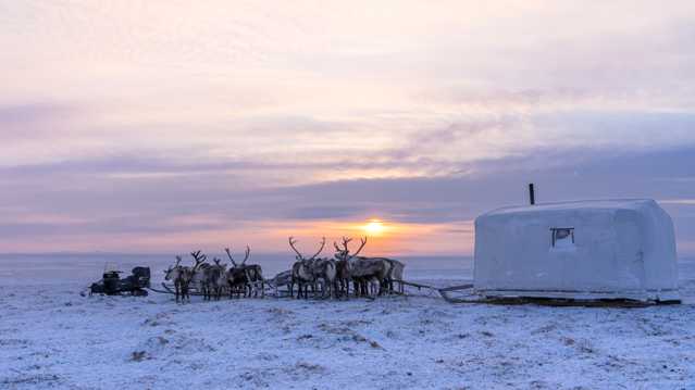 冬天草场驯鹿拉雪橇图片