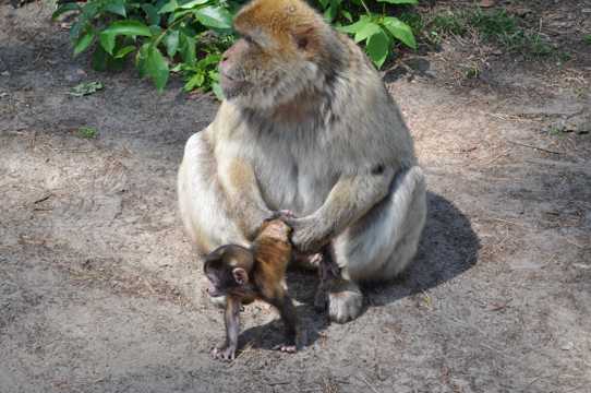 母猴子小猴子图片