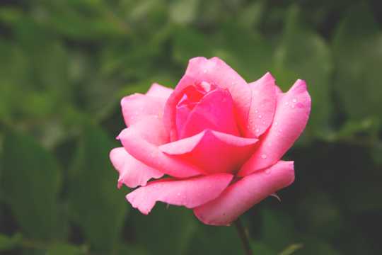 粉红的玫瑰花图片