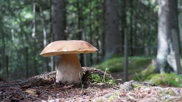 牛肝菌蘑菇图片