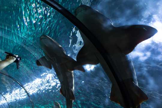 大海馆鲨鱼图片