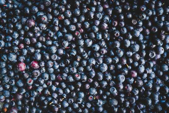 新鲜成熟蓝莓高清图片