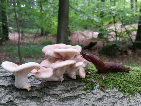 白蘑菇和蜗牛图片