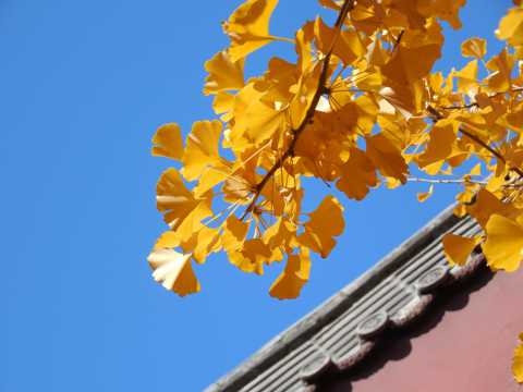秋季金色的银杏叶图片