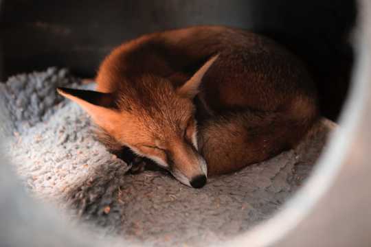 野生红狐狸睡觉图片