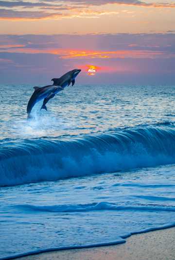 落日海洋海豚图片