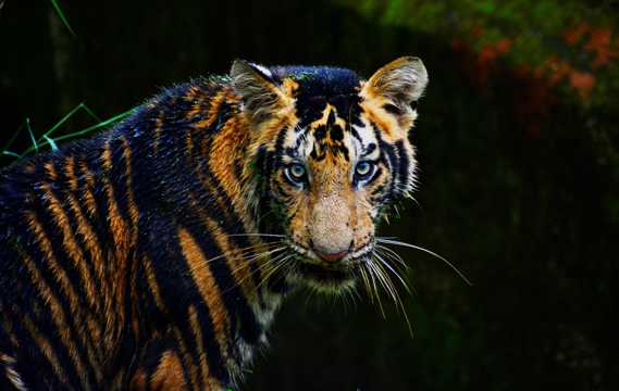 孟加拉老虎图片